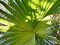 Closeup of Palm Leaf of Sabel Palm at the Sabel Palm Sanctuary, Sabal palmetto