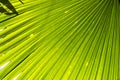 Closeup palm leaf texture background