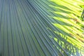 Closeup palm leaf texture background