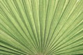 closeup palm leaf texture Royalty Free Stock Photo