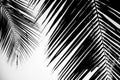 Closeup palm leaves on white background. - monochrome