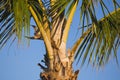 Closeup of Palm Tree