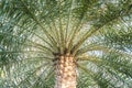 Closeup palm tree in ant view textured background