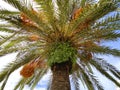 Closeup of palm tree fronds with a blue sky background Royalty Free Stock Photo