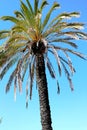 Palm tree and fronds against a blue sky Royalty Free Stock Photo