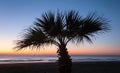 Closeup palm tree silhouette on a sea coast before a sunrise Royalty Free Stock Photo