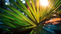 Closeup of a palm tree with sunlight filtering through its lush green leaves, AI-generated. Royalty Free Stock Photo