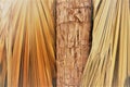 Closeup of a palm tree trunk and palm fronds Royalty Free Stock Photo