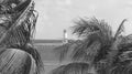 Closeup of Palma leaves moving from a wind sunlit seascape and a lighthouse background