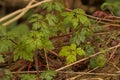 young herb-robert plant growig on a piece of wood