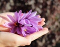 Closeup of a palms of a young girl, collects Crocus sativus, commonly known as saffron crocus, or autumn crocus.The