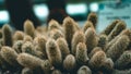 Closeup panoramic shot of cactus plants with windows on the background