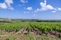 Closeup panoramic shot rows summer vineyard scenic landscape, plantation, beautiful wine grape branches, sun, sky