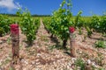 Closeup panoramic shot rows summer vineyard scenic landscape, plantation, beautiful wine grape branches, sun, sky