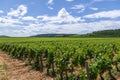 Closeup panoramic shot rows summer vineyard scenic landscape, plantation, beautiful wine grape branches, sun, limestone land.