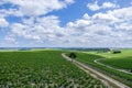 Closeup panoramic shot rows summer vineyard scenic landscape, plantation, beautiful wine grape branches, sun, sky