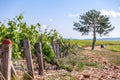 Closeup panoramic shot rows summer vineyard scenic landscape, plantation, beautiful wine grape branches, sun, sky