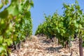 Closeup panoramic shot rows summer vineyard scenic landscape, plantation, beautiful wine grape branches, sun, sky