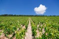 Closeup panoramic shot rows summer vineyard scenic landscape, plantation, beautiful wine grape branches, sun, sky