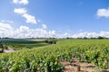 Closeup panoramic shot rows summer vineyard scenic landscape, plantation, beautiful wine grape branches, sun, sky