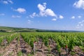 Closeup panoramic shot rows summer vineyard scenic landscape, plantation, beautiful wine grape branches, sun, sky