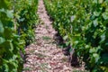 Closeup panoramic shot rows summer vineyard scenic landscape, plantation, beautiful wine grape branches, sun, sky