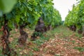 Closeup panoramic shot of rows summer vineyard scenic landscape, plantation, beautiful wine grape vineyard, sun, sky, limestone