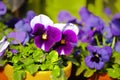 Closeup of pansy flowers growing in ceramic and clay pots in home garden or greenhouse. Purple, white, blue and black Royalty Free Stock Photo