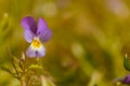 Closeup of pansy flowers, shallow depth of field. Toned