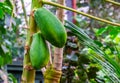 Closeup of papayas growing on the plant, tropical fruiting plant specie from America