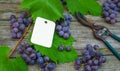 Closeup Paper tag template on grapes. Secateurs with vine and grapes, leaves on vintage rustic wood Royalty Free Stock Photo