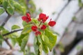 Closeup of paperflowers and their leaves