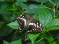 Closeup of a papilio constantinus butterfly on a leaf Royalty Free Stock Photo