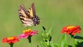 Closeup of Papilio machaon butterfly flying over flowers isolated in blurred background Royalty Free Stock Photo