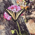 Closeup of Papilio rutulus perching on pink flower