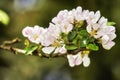Closeup of paradise apple flowers growing on green tree stem or branch on sustainable orchard countryside farm with Royalty Free Stock Photo
