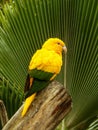 Closeup of parakeet resting on tree trunk