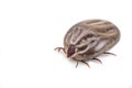 Closeup on dog tick with full of blood on white background