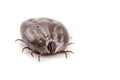 Closeup on dog tick with full of blood on white background