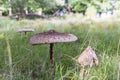 Closeup Parasol fungus The Netherlands Royalty Free Stock Photo