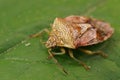 Closeup on the Parent bug, Elasmucha grisea sitting on a green leaf Royalty Free Stock Photo