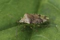 Closeup on the Parent bug, Elasmucha grisea sitting on a green leaf Royalty Free Stock Photo