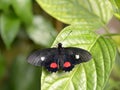 Closeup of Parides arcas on leaf Royalty Free Stock Photo