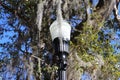 Closeup of park lamp post with moss and oak tree background