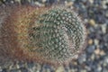 Closeup of Parodia concinna cactus