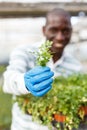 Closeup of parsley in hand of farmer