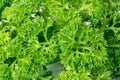 Closeup Parsley leaf or Petroselinum crispum leaves ,Green leaves pattern Royalty Free Stock Photo