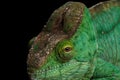 Closeup Parson Chameleon, Calumma Parsoni Orange Eye on Black Royalty Free Stock Photo