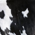 Closeup of part black and white hide of spotted cow Royalty Free Stock Photo