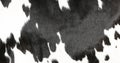 Closeup of part black and white hide of spotted cow Royalty Free Stock Photo